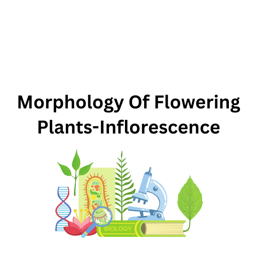 Morphology Of Flowering Plants-Inflorescence